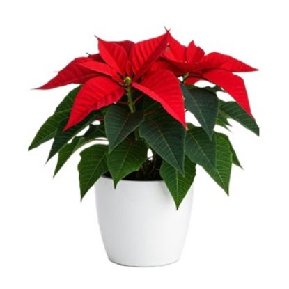 Christmas Poinsettia